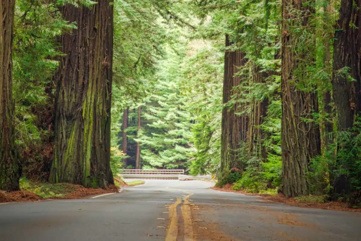 Arcadian Redwood Route Rural EB-5 Investment